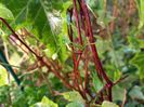 Clematis Advent Bells