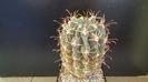 Sclerocactus uncinatus ssp. crassihamatus v. mathssonii (-12C)