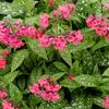 Pulmonaria-Shrimps-on-the-Barbie