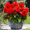 bulbi-begonia-superba-red-