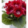 gloxinia-etoile-de-feu-