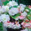 begonia-smelling-white-