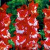 gladiolus-sparkler