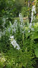 Campanula latiloba Alba