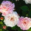 Rosa Gruss an Aachen