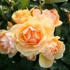 Rosa Hansestadt Rostock (Tan04603)..