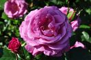 Rosa Shocking Blue (Korblue)