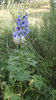 Delphinium(nemtisor) "high society"