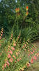 Kniphofia uvaria