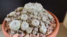 Lophophora williamsii v. caespitosa (colonie)