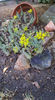 sedum rupestre