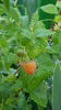 Rubus idaeus "Fallgold"(zmeura)