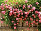 Climbing Roses Flori Desktop Wallpapers Poze cu Flori