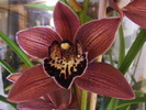 cybidium1