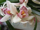 cymbidium2