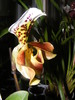 paphiopedilum red stripes