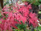 Acer Orangeola