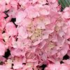 Hydrangea macrophylla Schloss Zuschendorf ®