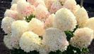 Hydrangea paniculata Living Sugar Rush ®