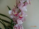 cymbidium Pink Tumb