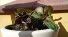 Ian. 2023 - Asarum splendens (Wild ginger), China, Japonia (-20C)