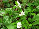 Exochorda "Magical Springtime"