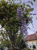 wisteria floribunda