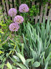 allium gladiator