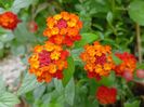 Lantana