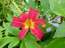 Hemerocallis Crimson Glory