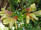 Alstroemeria Summer Samba