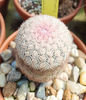 Echinocereus pectinatus