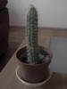 Cactus columnar
