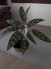 Aglaonema treubii