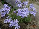 phlox Benita