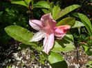 azalea mollis Soire de Paris