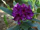 rhododendron Purple Splendour