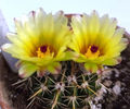 Notocactus mammulosus