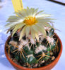 Coryphantha bumamma