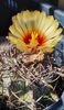 Astrophytum capricorne