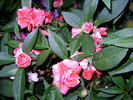 impatiens