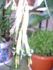 bilbergia