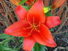 Red Asiatic lily, 03jun2009
