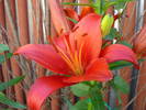 Red Asiatic lily, 04jun2009