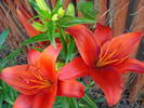 Red Asiatic lily, 05jun2009