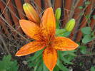 Lilium Orange Pixie, 13jun2009