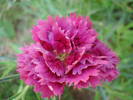 Dianthus Chabaud (2009, August 04)