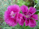 Dianthus Chabaud (2009, August 12)
