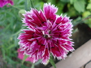 Dianthus Chabaud (2009, August 12)