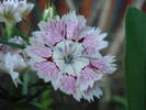 Dianthus chinensis (2009, June 25)